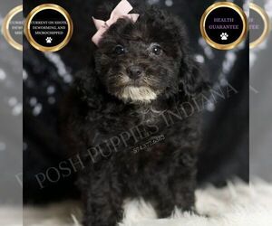 Medium Poodle (Toy)