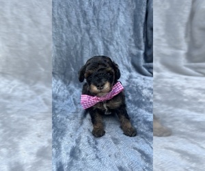 Poodle (Toy) Puppy for sale in JEFFERSONVILLE, IN, USA
