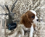 Small #5 Cavalier King Charles Spaniel