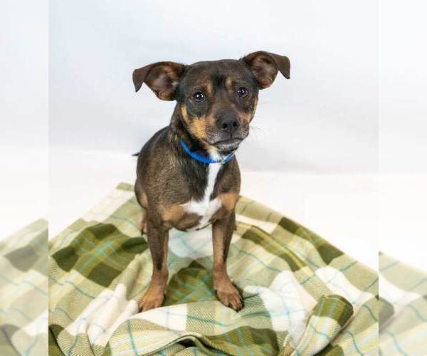 Medium Photo #2 Chihuahua-Unknown Mix Puppy For Sale in Kennesaw, GA, USA