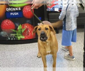 Black Mouth Cur-Unknown Mix Dogs for adoption in Palmetto, FL, USA
