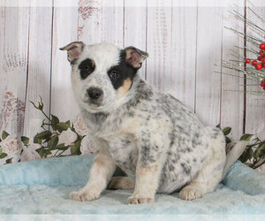 Australian Cattle Dog Puppy for sale in PENNS CREEK, PA, USA
