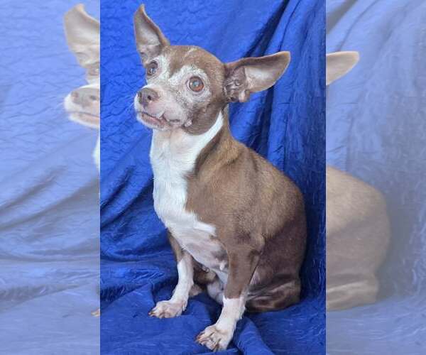 Medium Photo #4 Chihuahua Puppy For Sale in Cuba, NY, USA