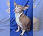 Small #3 Chihuahua