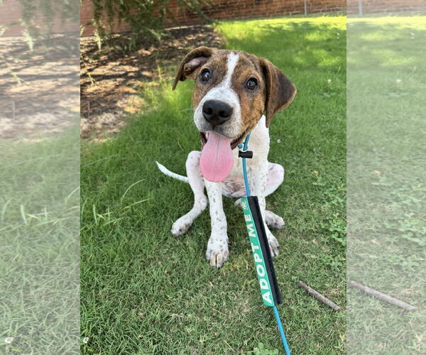 Medium Photo #2 Mutt Puppy For Sale in Greenville, SC, USA
