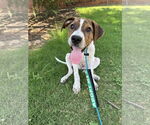 Small Photo #2 Mutt Puppy For Sale in Greenville, SC, USA