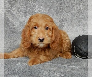 Goldendoodle (Miniature) Puppy for sale in FREDERICKSBURG, OH, USA