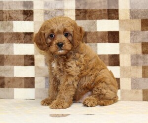 Cavapoo (Miniature) Puppy for sale in DENVER, PA, USA