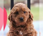 Small Photo #4 Goldendoodle (Miniature) Puppy For Sale in NEWMANSTOWN, PA, USA