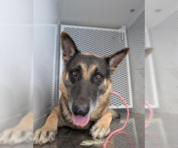 Medium Photo #1 German Shepherd Dog Puppy For Sale in Bakersfield, CA, USA