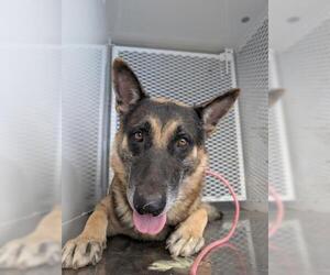 German Shepherd Dog Dogs for adoption in Bakersfield, CA, USA