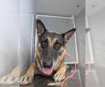 Small German Shepherd Dog