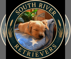 Golden Retriever Puppy for Sale in VESUVIUS, Virginia USA
