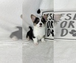 Small #1 Pembroke Welsh Corgi