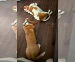 Small #3 Basset Hound Mix