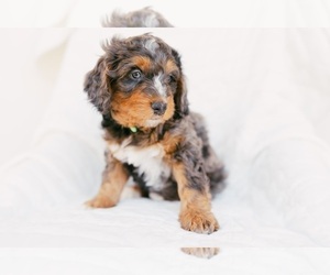 Bernedoodle Puppy for Sale in LINDON, Utah USA