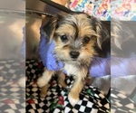 Small #5 Shorkie Tzu