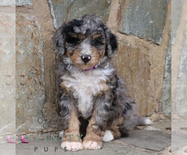 Medium Photo #4 Bernedoodle (Miniature) Puppy For Sale in LANCASTER, PA, USA