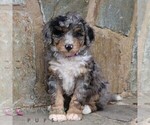 Small #3 Bernedoodle (Miniature)