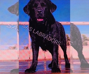 Father of the Labrador Retriever puppies born on 09/01/2025