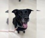 Small Labrador Retriever Mix