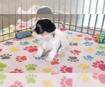 Small #3 Havanese