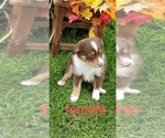 Small Photo #1 Australian Shepherd Puppy For Sale in LITCHFIELD, OH, USA