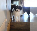 Small #2 Japanese Chin Mix