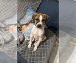 Small #3 Mutt
