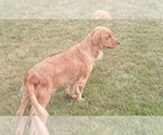 Small Photo #1 Golden Retriever Puppy For Sale in SINGERS GLEN, VA, USA