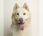 Small Siberian Husky