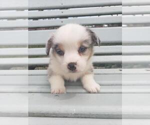 Pembroke Welsh Corgi Puppy for sale in MILTON, WI, USA