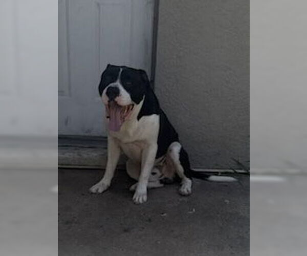 Medium Photo #3 American Bulldog-Unknown Mix Puppy For Sale in Sanford, FL, USA