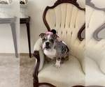 Small Photo #5 English Bulldog Puppy For Sale in SPANAWAY, WA, USA
