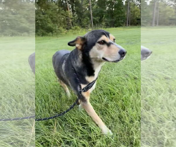 Medium Photo #7 Mutt Puppy For Sale in Tarrytown, GA, USA
