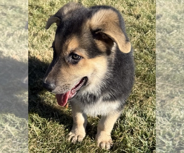 Medium Photo #4 German Shepherd Dog Puppy For Sale in BRIGHTON, CO, USA