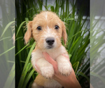 Image preview for Ad Listing. Nickname: Charlie