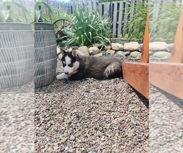 Medium Photo #6 Siberian Husky Puppy For Sale in AUBURN, NY, USA