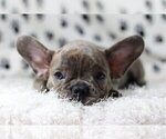 Small Photo #3 French Bulldog Puppy For Sale in BANKSVILLE, NY, USA