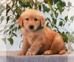Small Golden Retriever