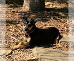 Small Miniature Pinscher Mix