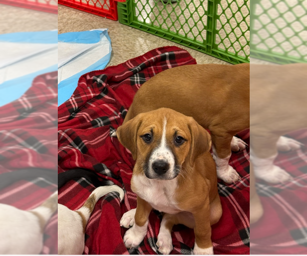 Medium Photo #28 Mutt Puppy For Sale in Wenonah, NJ, USA