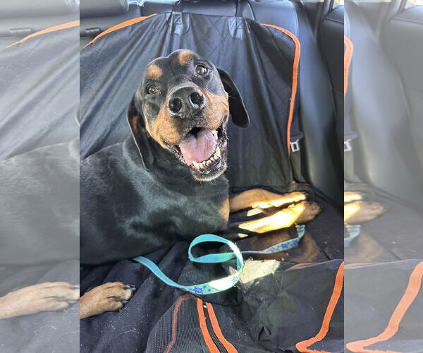 Medium Photo #3 Rottweiler-Unknown Mix Puppy For Sale in Hillsboro, NH, USA