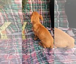 Small #5 Dachshund-Vizsla Mix