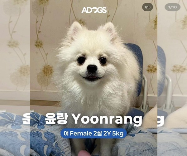 Medium Photo #1 Pomeranian Puppy For Sale in Agoura Hills, CA, USA