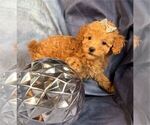 Small Photo #8 Poodle (Toy) Puppy For Sale in PEMBROKE PINES, FL, USA
