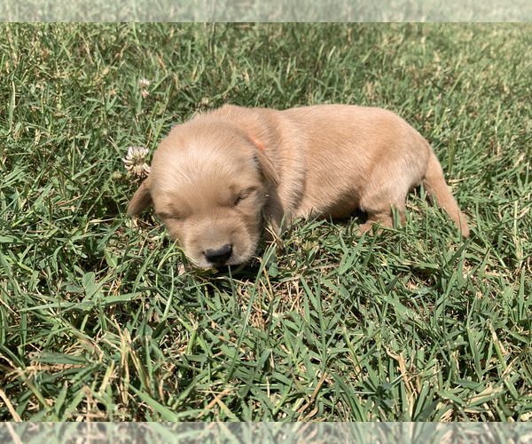 Medium Photo #9 Golden Retriever Puppy For Sale in CLEVER, MO, USA