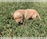 Small #8 Golden Retriever