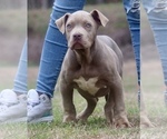 Puppy Puppy 3 American Bully