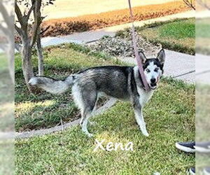 Siberian Husky-Unknown Mix Dogs for adoption in HOUSTON, TX, USA